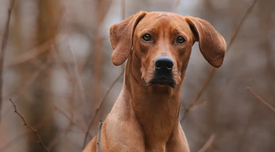 Ridgeback de Rhodesia rojo al aire libre