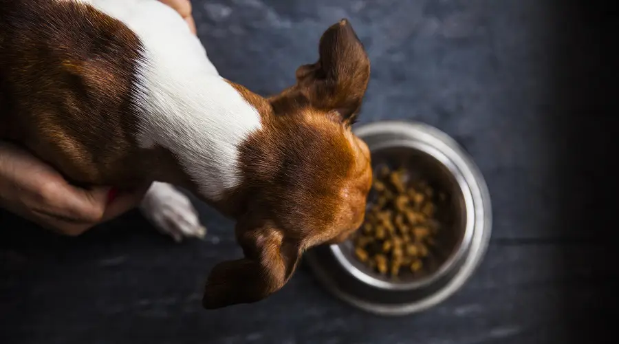 ¿qué Alimento Para Perros Es Mejor Para Tu Cachorro?
