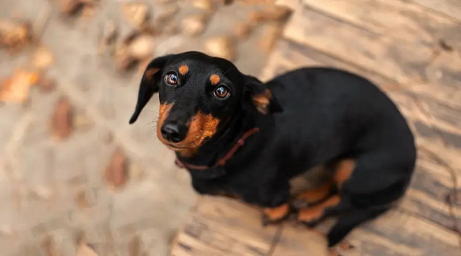 Perro salchicha adulto