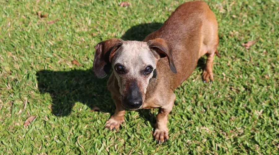 Perro salchicha senior con pelo gris