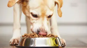¿qué Comida Para Perros Es Mejor?