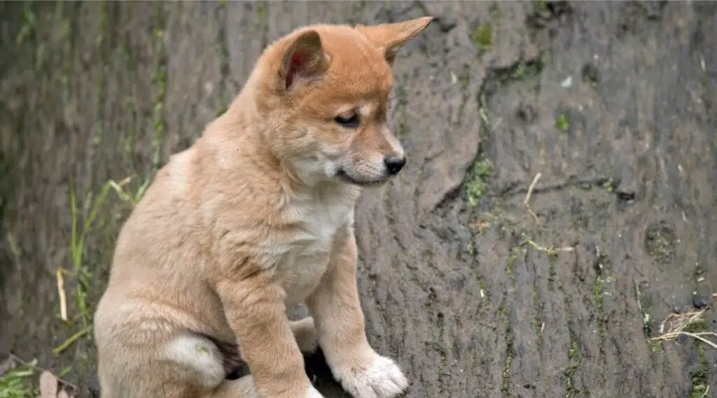 el cachorro de dingo dorado de 6 semanas está sentado en un tronco