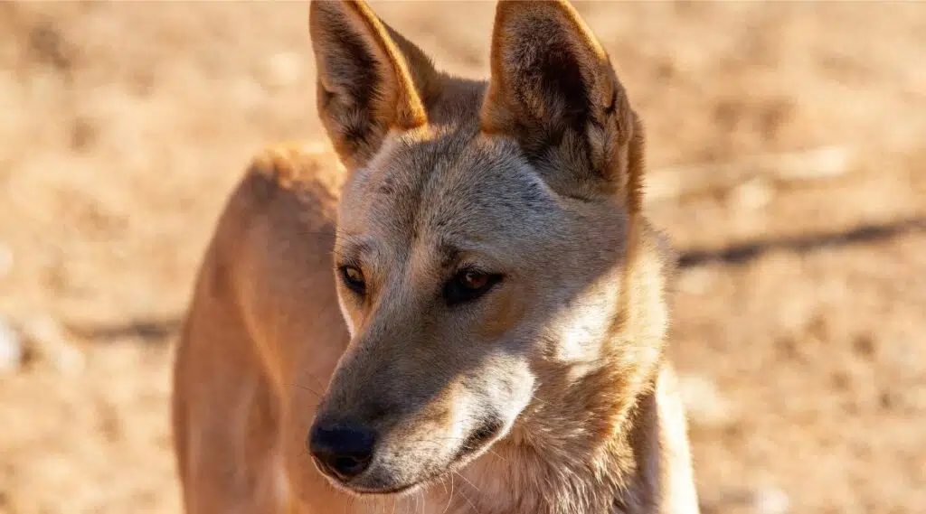 Cerca del Dingo australiano