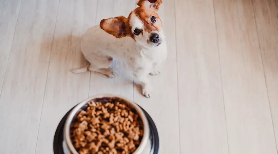 ¿Qué Marca De Comida Para Perros Es Mejor? ¿qué Marca De Comida Para Perros Es Mejor?