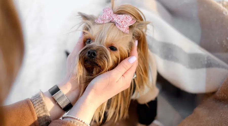 Mujer sosteniendo la cara de Yorkie en las manos