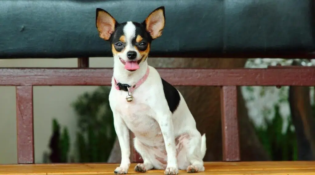 Cachorro Rat Terrier Chihuahua Mix sentado en un banco