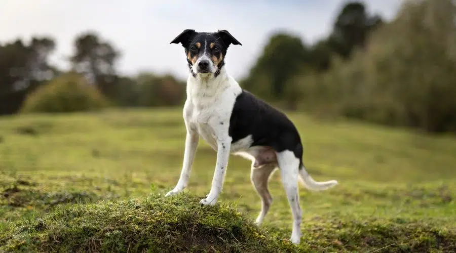 Rat Terrier de pie en la colina