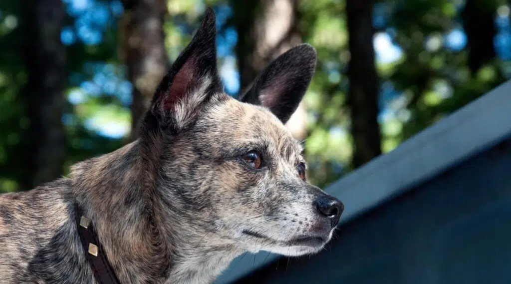 Mezcla de chihuahua Rat Terrier de edad avanzada afuera