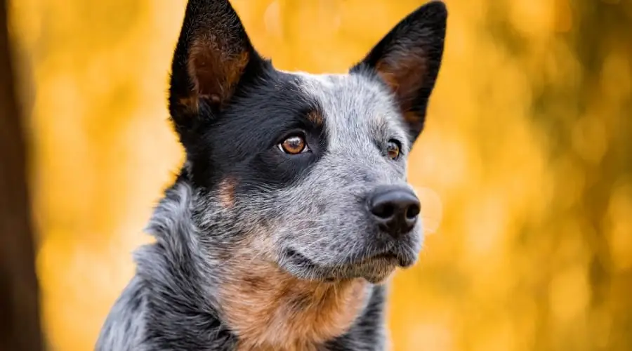 Perro de ganado australiano al aire libre