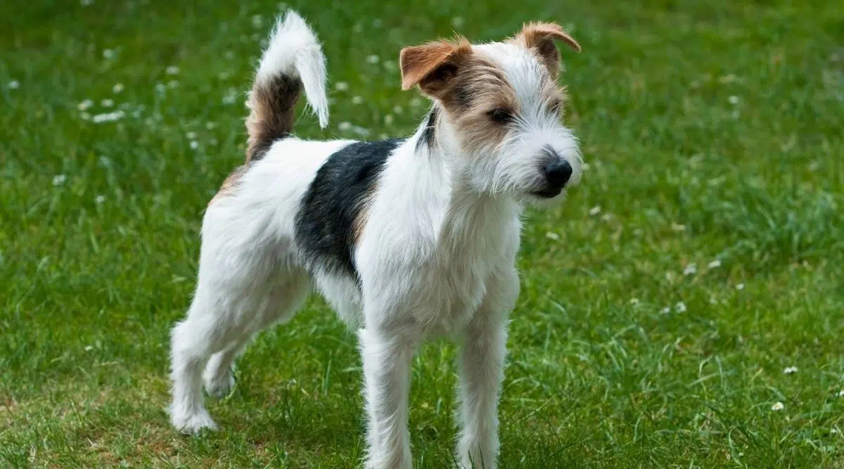 Parson Russel Terrier de pie en la hierba