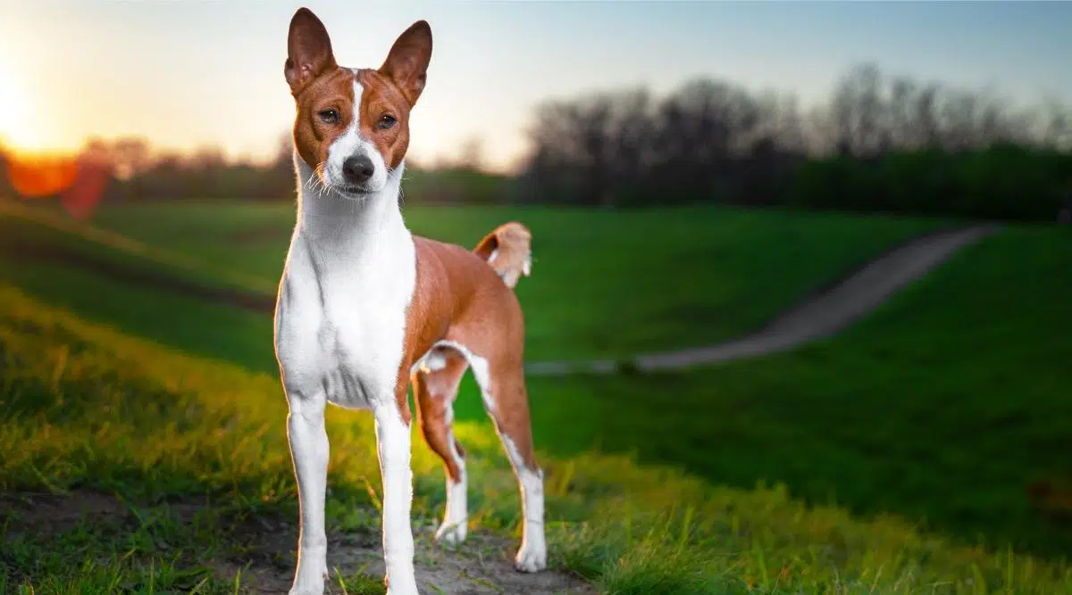 Retrato de un basenji rojo parado al atardecer en un campo verde para dar un paseo en verano