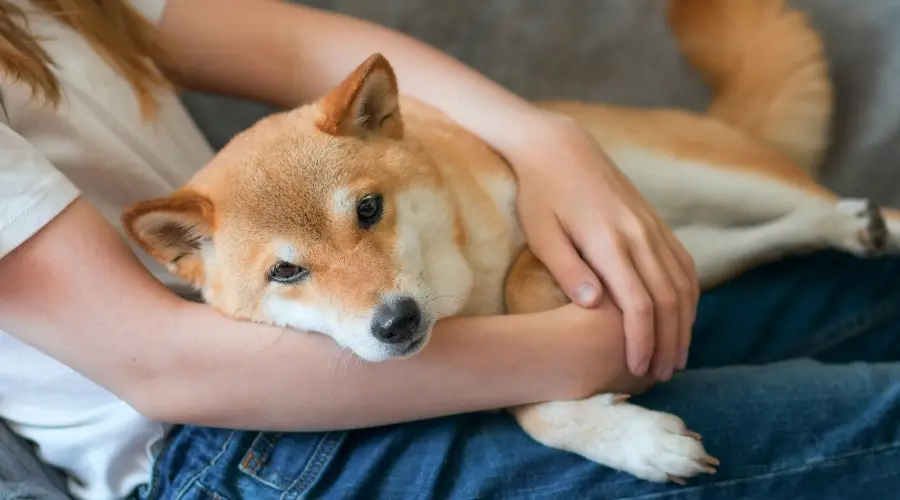 Shiba Inu recostado sobre su dueño