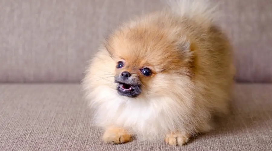 Cachorro de Pomerania en un sofá