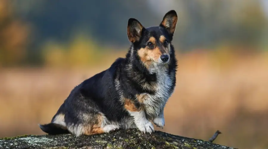 Corgi Galés Pembroke negro y tostado