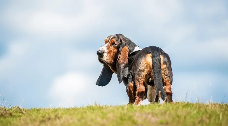 Basset Hound mirando hacia atrás