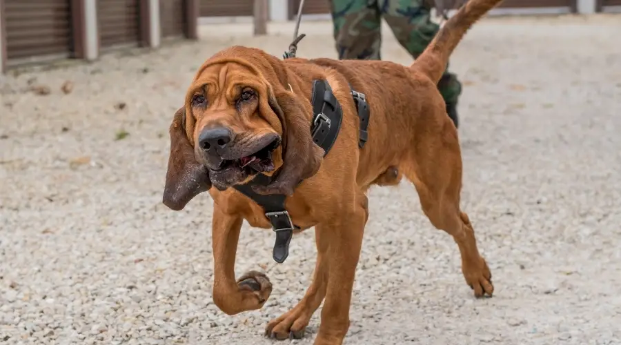 Perro paseando con persona militar