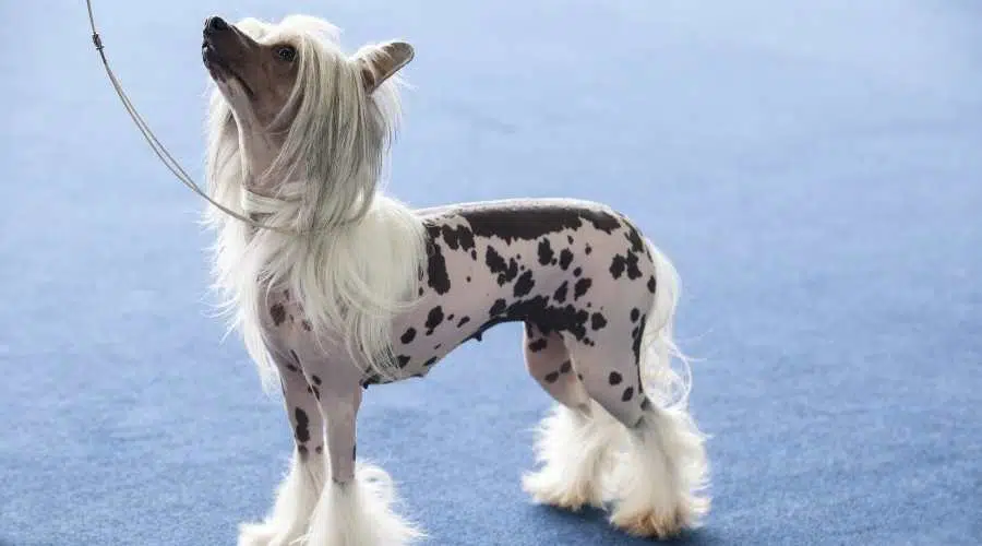 Joven perro crestado chino mirando al entrenador mientras está atado