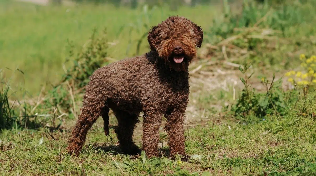 Retrato del perro trufero Lagotto Romagnolo al aire libre