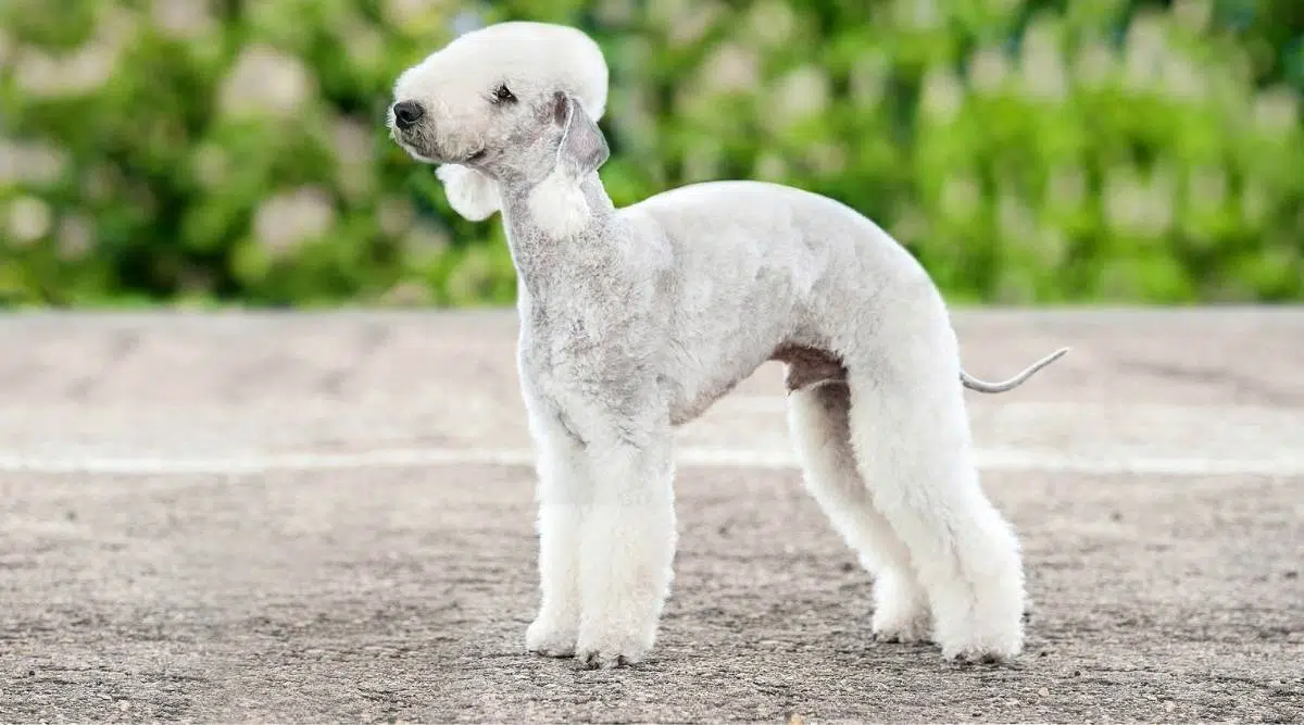 Perro Bedlington terrier parado afuera