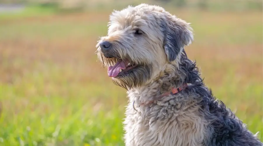 Terrier de trigo de pelo suave al aire libre