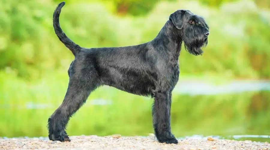 Tamaño y apariencia del Schnauzer gigante