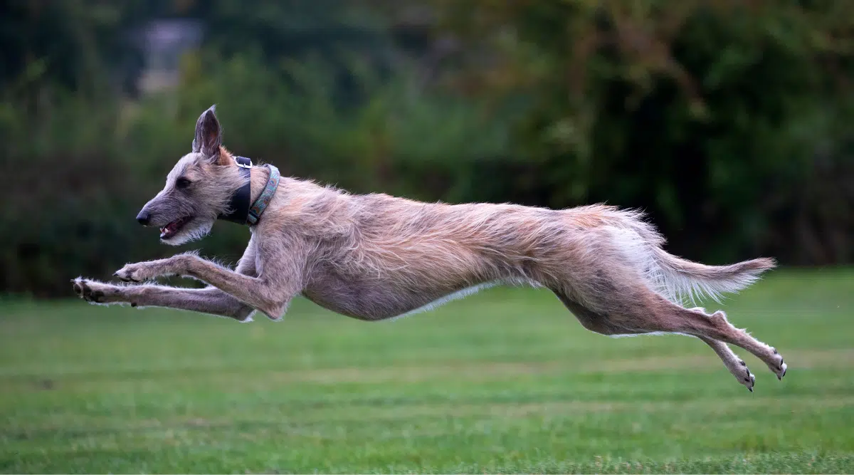 Perro acechador corriendo a toda velocidad
