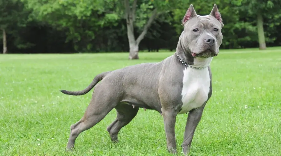 Bully americano gris de pie en el campo