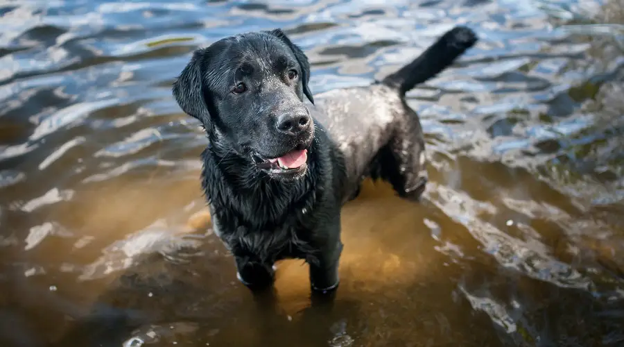 Labrador Retriever en agua