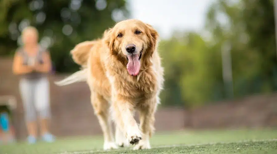 Golden Retriever Adulto