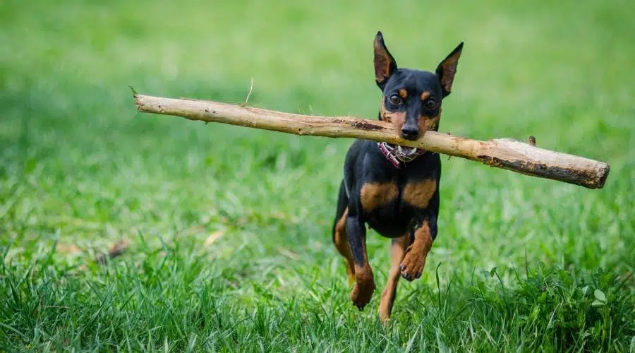 Ejercicio de Pinscher miniatura