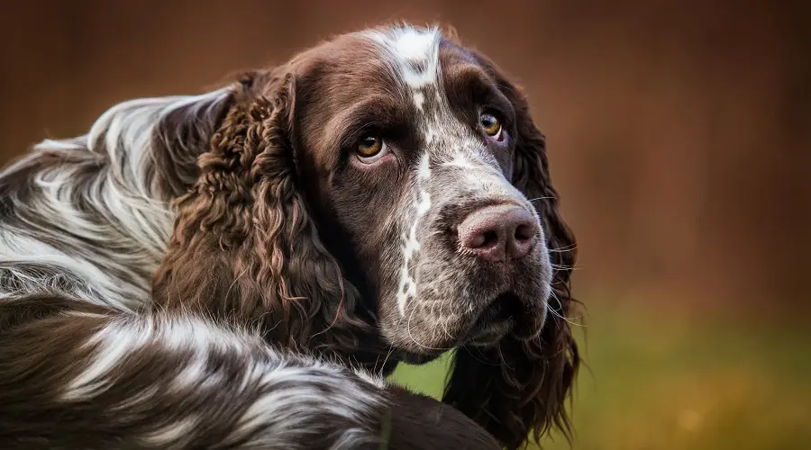 Springer Spaniel Inglés