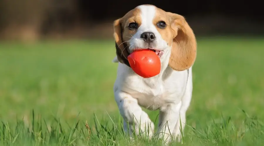 Juguete para perros masticadores Beagle