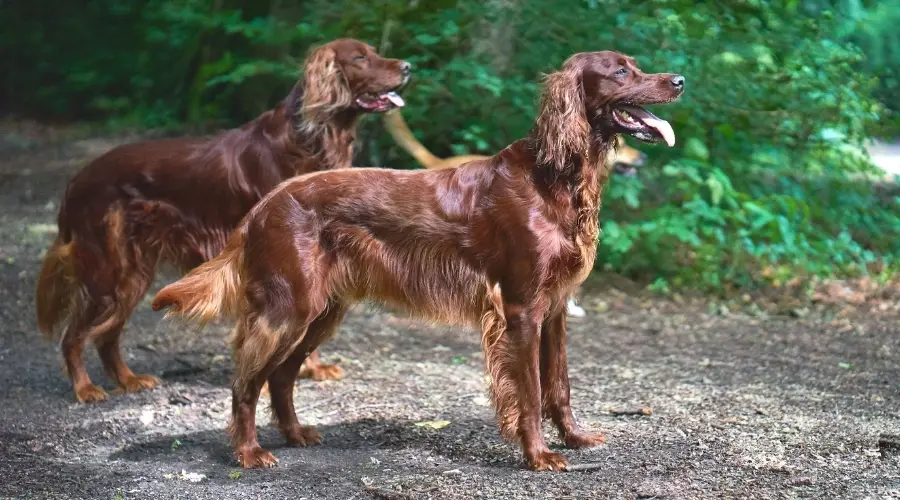 Perros de caoba en un bosque