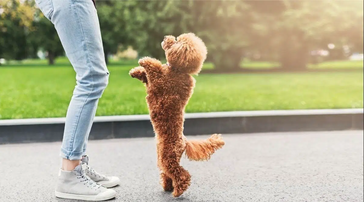 Mujer divirtiéndose con juguetón caniche toy albaricoque en el parque de la ciudad