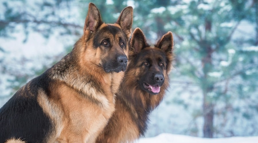 Dos pastores alemanes esponjosos afuera en un día de invierno