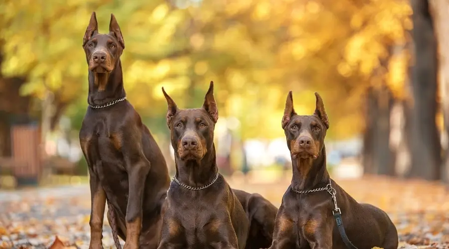 Tres perros marrones en un día de otoño