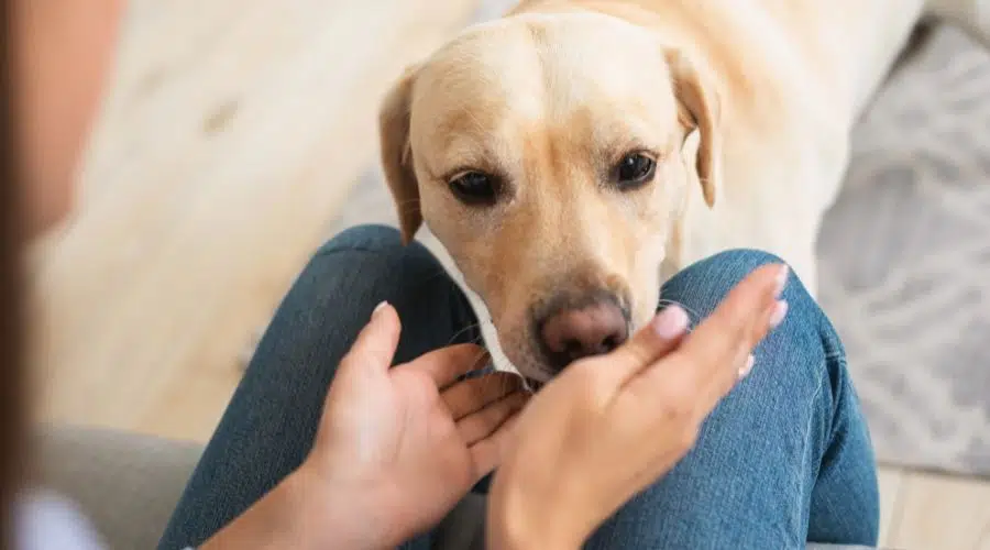 Los Perros Más Fáciles De Entrenar: 12 Razas Muy Inteligentes