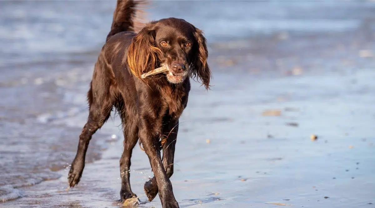 Braco alemán de pelo largo en la playa