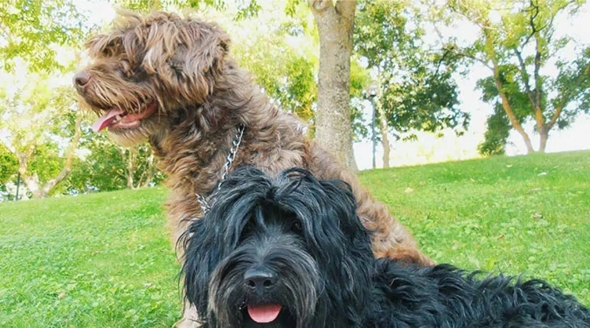 Abrigo y colores del perro pastor portugués negro y marrón