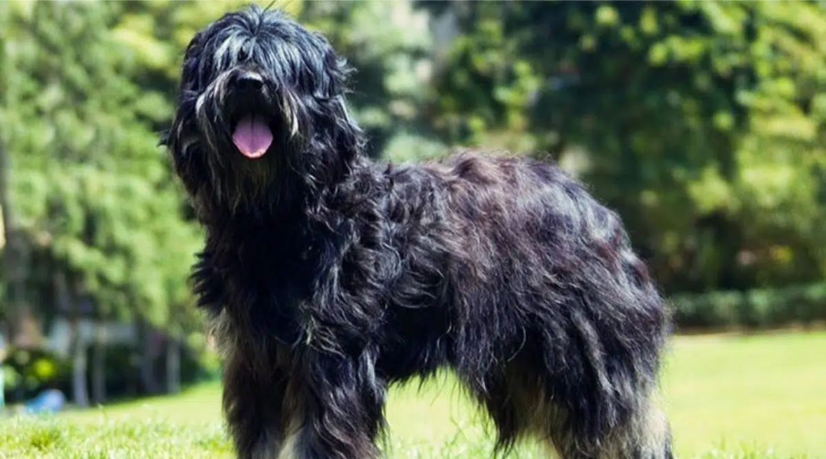 Perro Ovejero Portugués de pie en la hierba