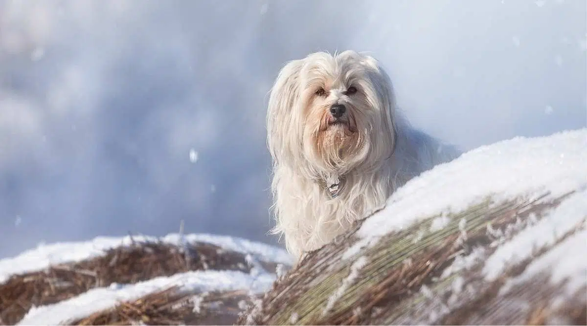 Perro terrier tibetano parado en la cima de la colina de nieve, fondo de nubes