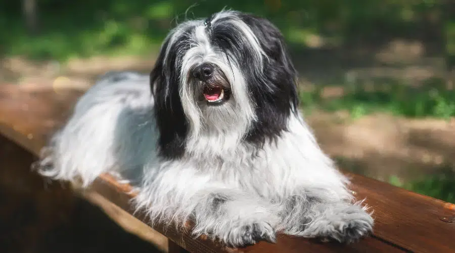 Hermoso perro terrier tibetano descansando en un banco de madera en la naturaleza