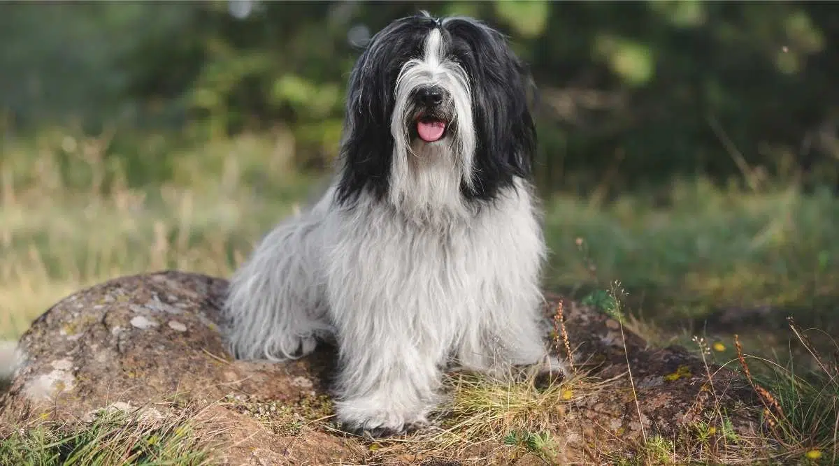 Lindo perro terrier tibetano o Tsang Apso sentado en una roca y mirando la cámara con pinos en el fondo