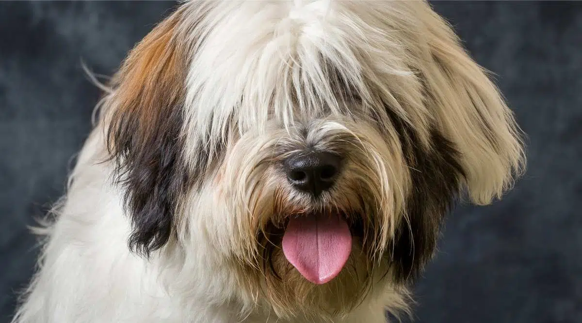 Terrier tibetano fotografiado contra un fondo gris