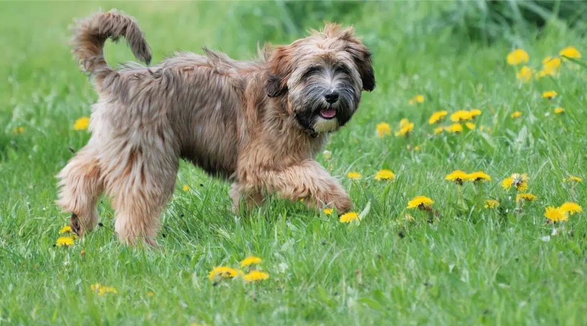 Cachorro terrier tibetano joven de pie en una pradera