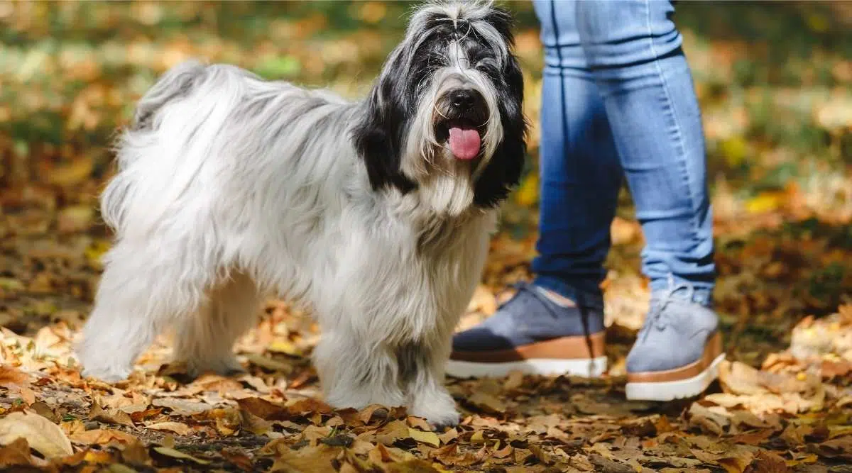 Mujer durante el paseo por el bosque con su perro terrier tibetano