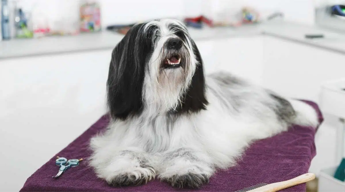 Retrato de un hermoso perro terrier tibetano con el pelo largo y arreglado, tumbado en la mesa de aseo