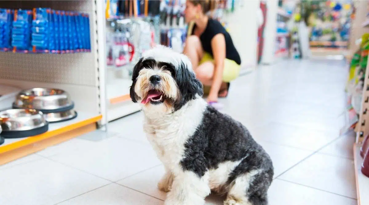 Terrier tibetano en la tienda de perros