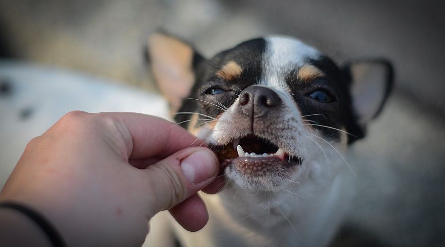 Comida para perros para chihuahuas adultos