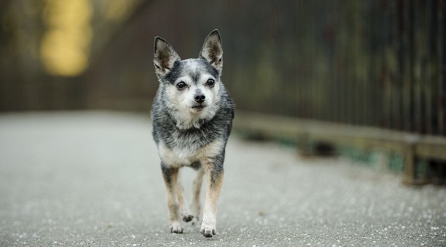 Alimentos para perros chihuahua mayores